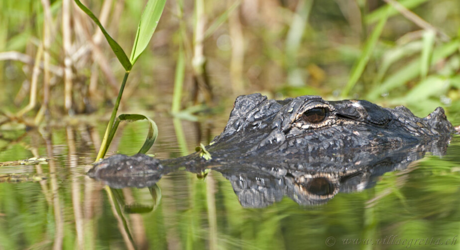 Alligator Alligator Villa Egretta Beltramonto