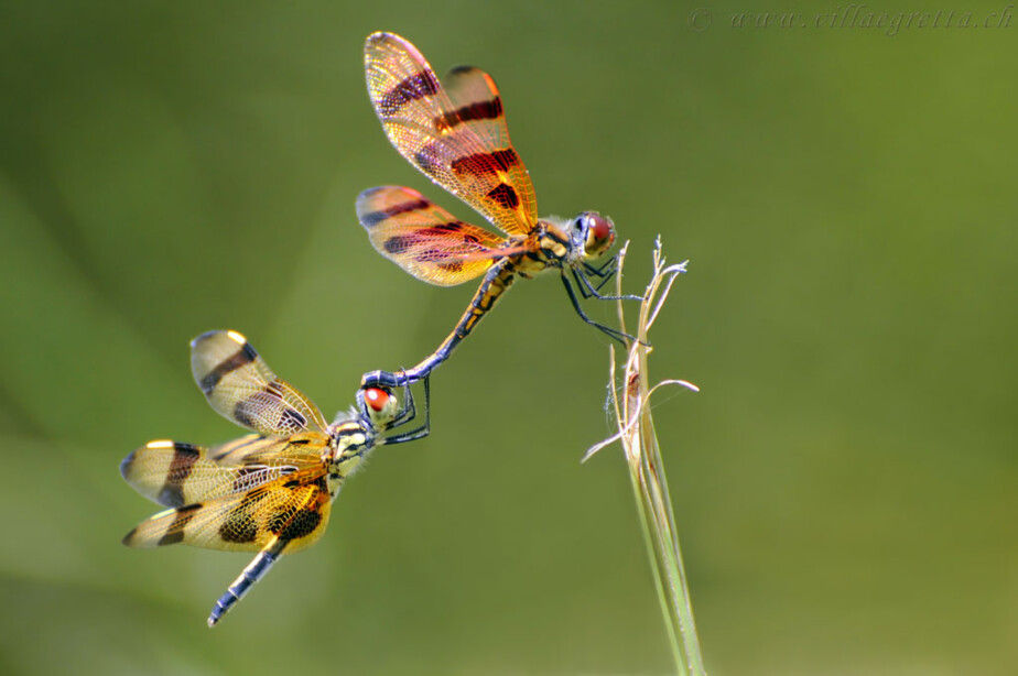 Libellen Paar Libelle Villa Egretta Beltramonto
